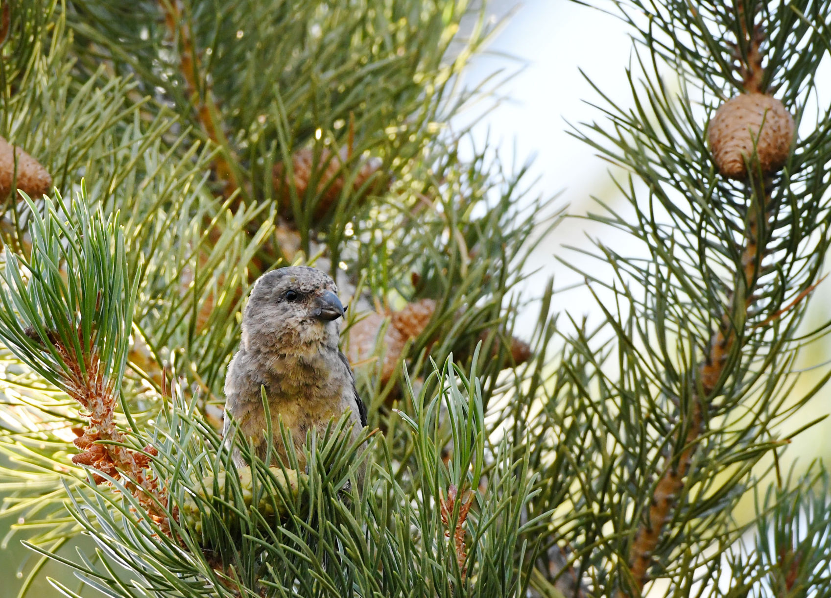 The Cassia crossbill
